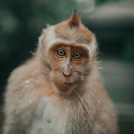 Villa Seremi Ubud Паянган Экстерьер фото