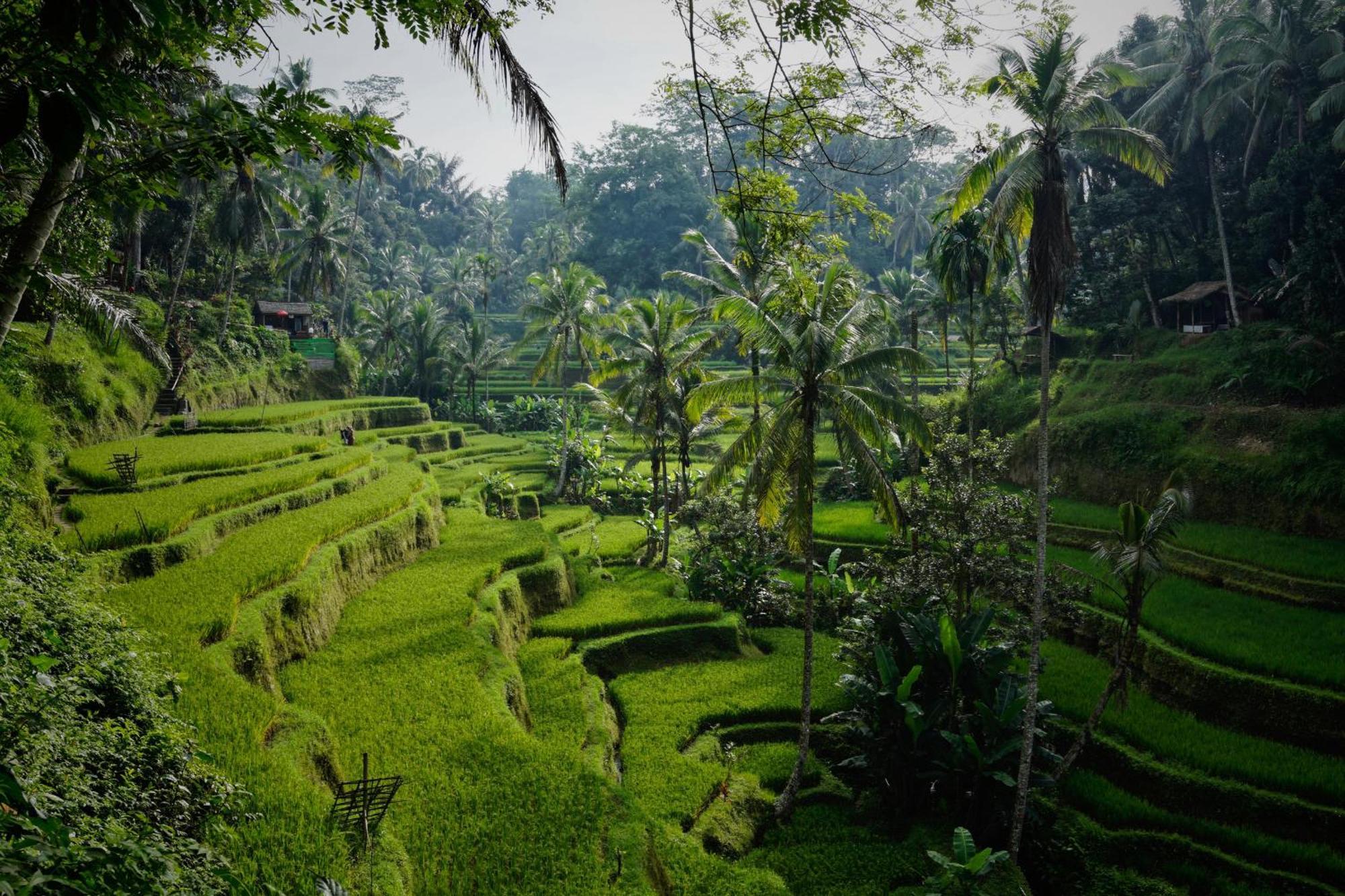 Villa Seremi Ubud Паянган Экстерьер фото